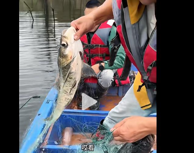 揭秘Bilibili刷播放量APP-加粉加赞自助下单平台