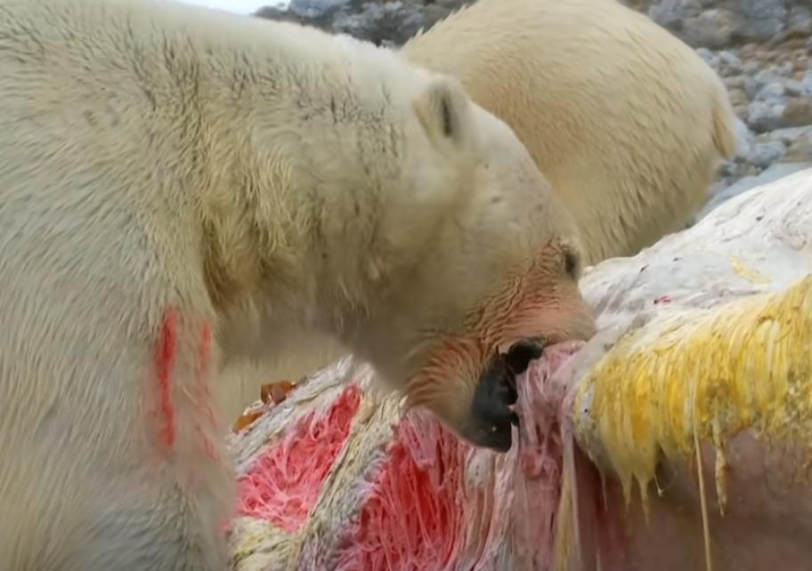针对女人的杀猪盘-专骗普通单身女子