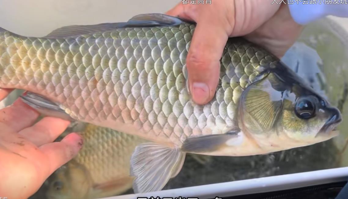 令人毛骨悚然的骗局-定期存款几分钟内被一扫而空