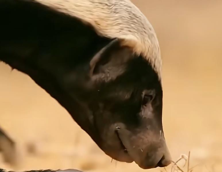 快手挂铁不踩坑!真人互动+低价套餐,新手必看